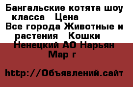 Бангальские котята шоу класса › Цена ­ 25 000 - Все города Животные и растения » Кошки   . Ненецкий АО,Нарьян-Мар г.